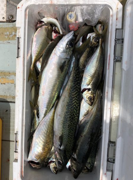 フィッシング キッタカ 釣果