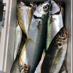 フィッシング キッタカ 釣果