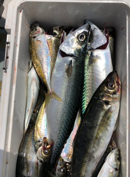 フィッシング キッタカ 釣果