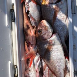 フィッシング キッタカ 釣果