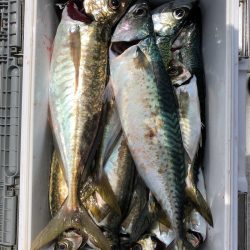 フィッシング キッタカ 釣果