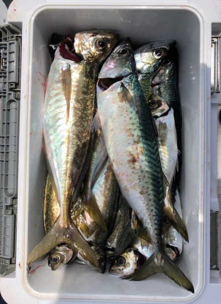 フィッシング キッタカ 釣果