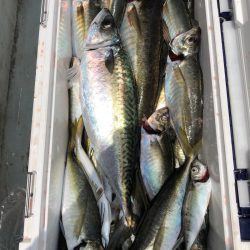 フィッシング キッタカ 釣果