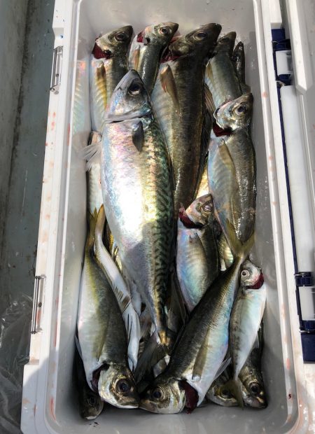 フィッシング キッタカ 釣果