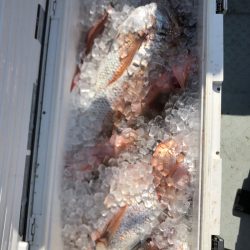 フィッシング キッタカ 釣果