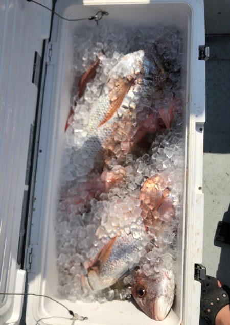 フィッシング キッタカ 釣果