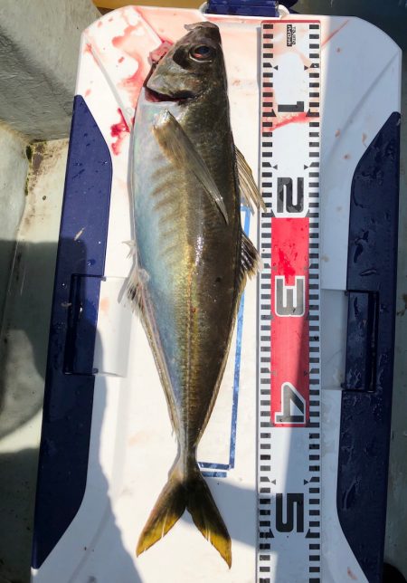 フィッシング キッタカ 釣果