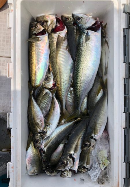 フィッシング キッタカ 釣果