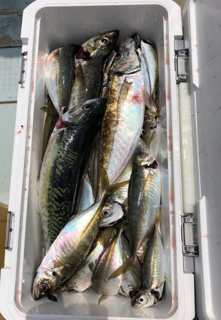 フィッシング キッタカ 釣果