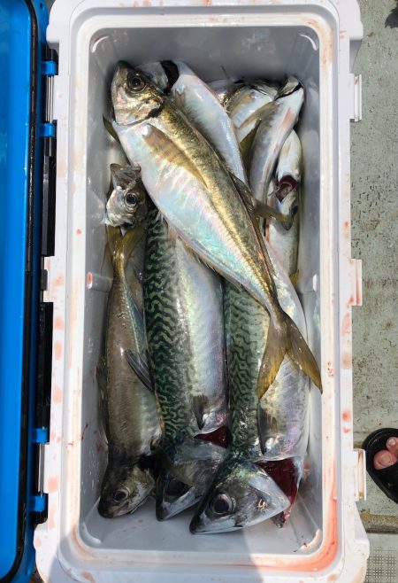 フィッシング キッタカ 釣果