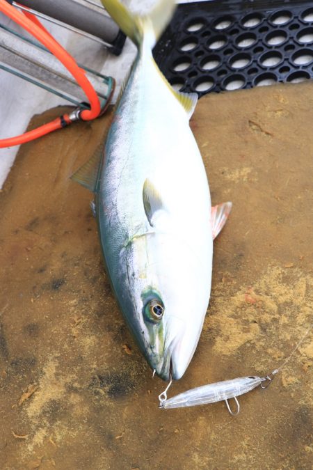 浜栄丸 釣果
