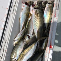 フィッシング キッタカ 釣果