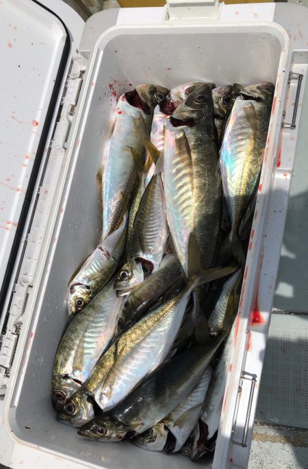 フィッシング キッタカ 釣果