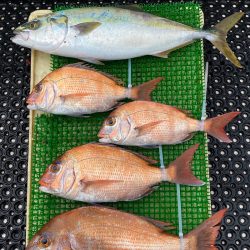 釣人家 釣果