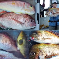 Big One ビッグワン 釣果