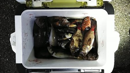 フィッシングガイド りょう 釣果