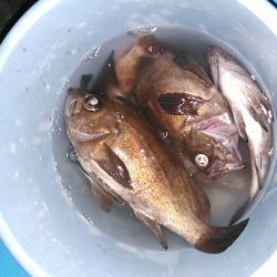 フィッシングガイド りょう 釣果