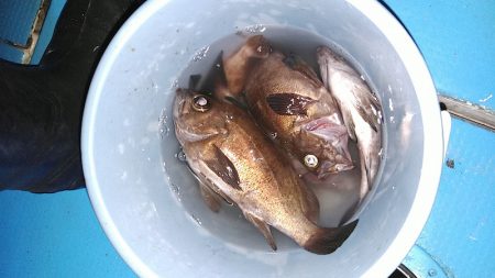 フィッシングガイド りょう 釣果