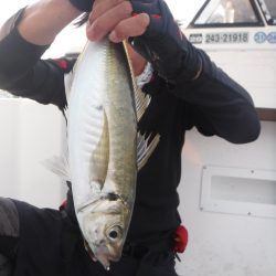 JDI Racing シールズマリンレジャー 釣果