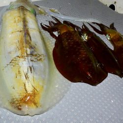 South Current 釣果