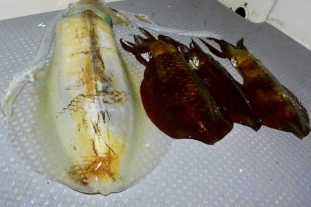 South Current 釣果