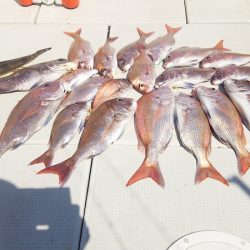 マリンガイド福丸 釣果