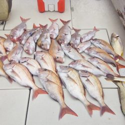 マリンガイド福丸 釣果