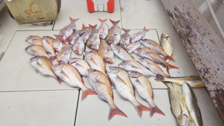 マリンガイド福丸 釣果