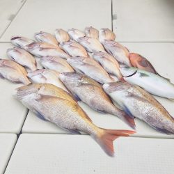 マリンガイド福丸 釣果