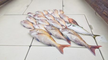 マリンガイド福丸 釣果