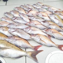 マリンガイド福丸 釣果