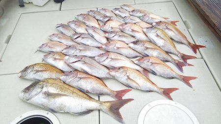 マリンガイド福丸 釣果