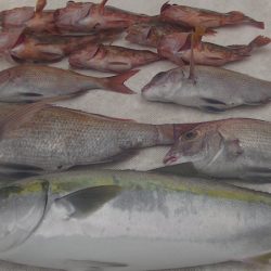 ＪＤＩ　Ｒａｃｉｎｇ　シールズマリンレジャー 釣果