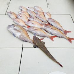 マリンガイド福丸 釣果