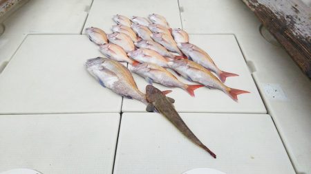 マリンガイド福丸 釣果