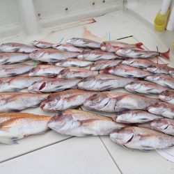 KIM Fishing Guide Service 釣果