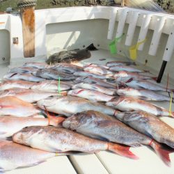 KIM Fishing Guide Service 釣果