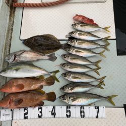 オーシャンスター(Ocean Star) 釣果