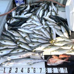 オーシャンスター(Ocean Star) 釣果