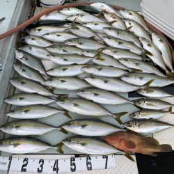 オーシャンスター(Ocean Star) 釣果