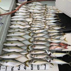 オーシャンスター(Ocean Star) 釣果