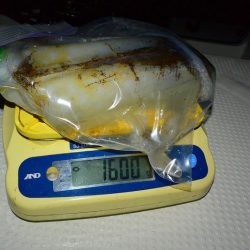 South Current 釣果