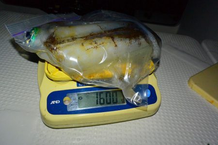 South Current 釣果