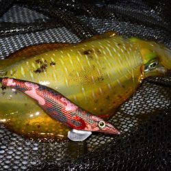 South Current 釣果