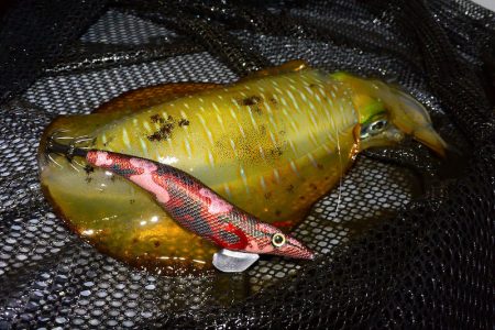 South Current 釣果