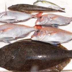 JDI Racing シールズマリンレジャー 釣果