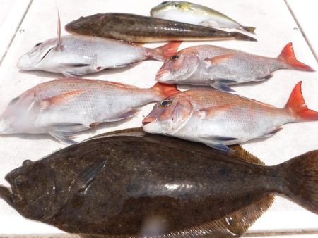 JDI Racing シールズマリンレジャー 釣果