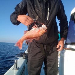 ひな丸 釣果