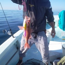 ひな丸 釣果
