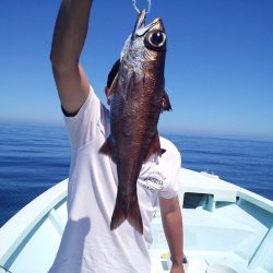 ひな丸 釣果